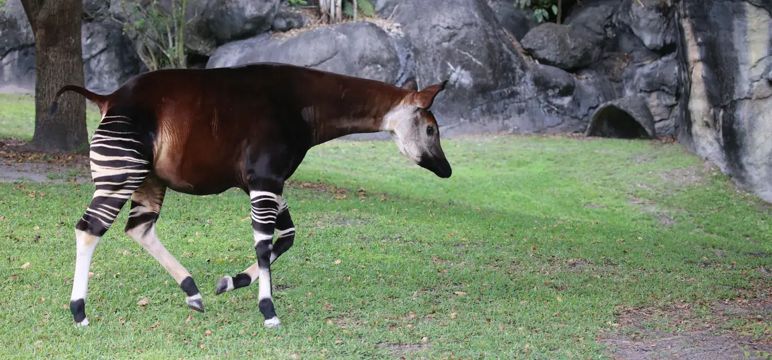 Okapi en RD Congo