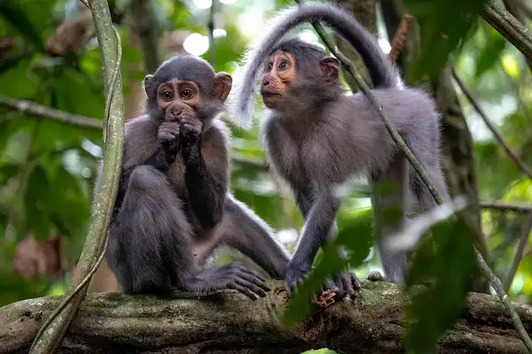 Singe de la foret de Tai en Côte d'Ivoire